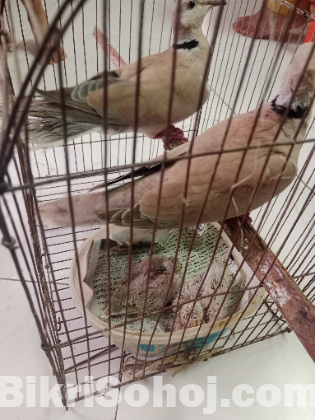 Australian Dove